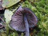Entoloma chalybeum image