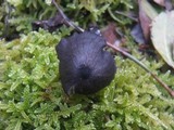 Entoloma chalybeum image