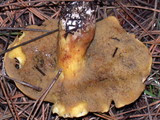 Suillus tomentosus image