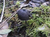 Entoloma chalybeum image
