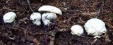 Amanita vernicoccora image