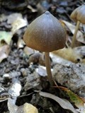 Entoloma hirtipes image