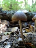 Entoloma hirtipes image