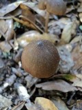 Entoloma hirtipes image