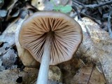 Entoloma hirtipes image