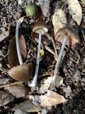 Entoloma hirtipes image