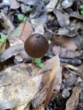 Entoloma hirtipes image