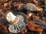 Hygrophorus marzuolus image
