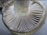 Hygrophorus marzuolus image