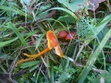 Hygrocybe insipida image