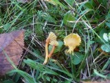 Hygrocybe insipida image