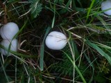 Cuphophyllus niveus image