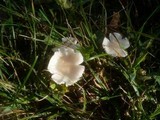 Cuphophyllus niveus image