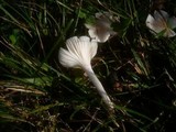 Cuphophyllus niveus image