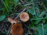 Lactarius fulvissimus image