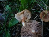 Lactarius fulvissimus image
