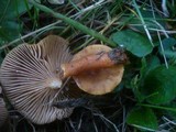 Lactarius fulvissimus image