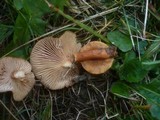 Lactarius fulvissimus image