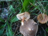 Lactarius fulvissimus image