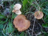 Lactarius fulvissimus image