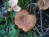 Lactarius fulvissimus image