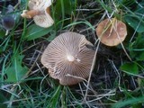 Lactarius fulvissimus image