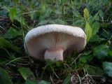 Lactarius pubescens image