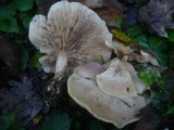 Lepista luscina image