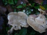 Lepista luscina image