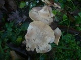 Lepista luscina image