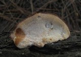 Postia fragilis image