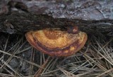 Postia fragilis image
