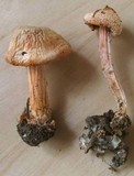 Inocybe whitei image