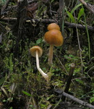 Galerina clavata image