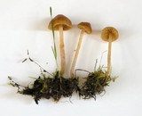 Galerina clavata image