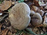Lactarius blennius image