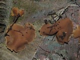 Peziza domiciliana image