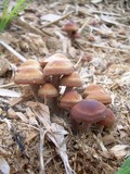 Panaeolus subbalteatus image