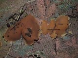 Peziza domiciliana image