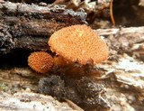 Flammulaster erinaceellus image