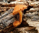 Flammulaster erinaceellus image