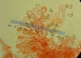Flammulaster erinaceellus image