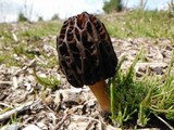 Morchella importuna image
