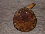 Phylloporus arenicola image