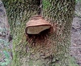 Polyporus annulatus image