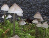 Mycena cinerella image