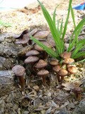 Panaeolus subbalteatus image