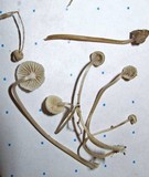 Mycena cinerella image