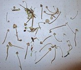 Mycena cinerella image