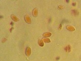 Mycena cinerella image